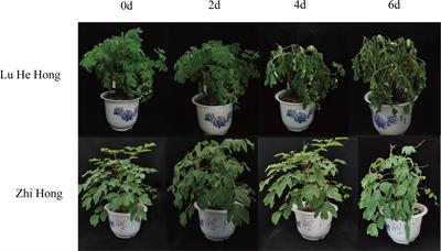 Photosynthetic and physiological responses of different peony cultivars to high temperature